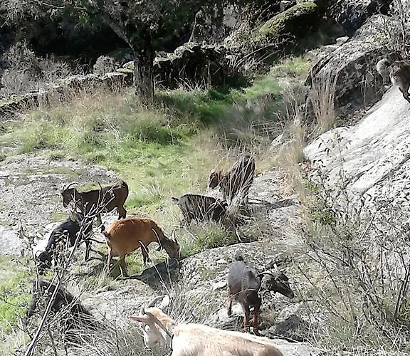 ゲストハウス Salto Do Lobo *